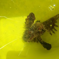 初投稿、シイラ1mバラシ70㎝ゲット